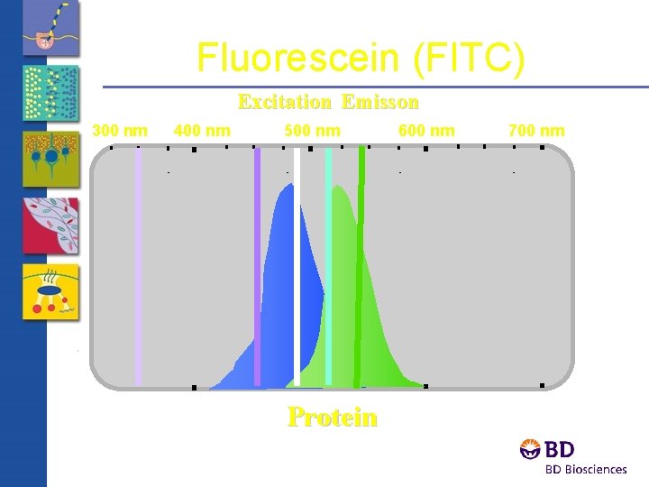 Fluorescein (FITC) Excitation Emisson 300 nm 400 nm Wavelength 500 nm Protein 600 nm