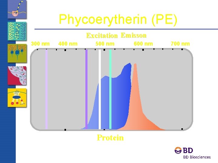 Phycoerytherin (PE) Excitation Emisson 300 nm 400 nm 500 nm Protein 600 nm 700