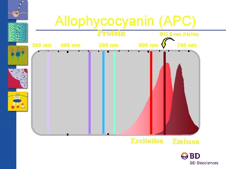 Allophycocyanin (APC) Protein 300 nm 400 nm 500 nm 632. 5 nm (He. Ne)