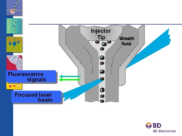 Injector Tip Fluorescence signals Focused laser beam Sheath fluid 