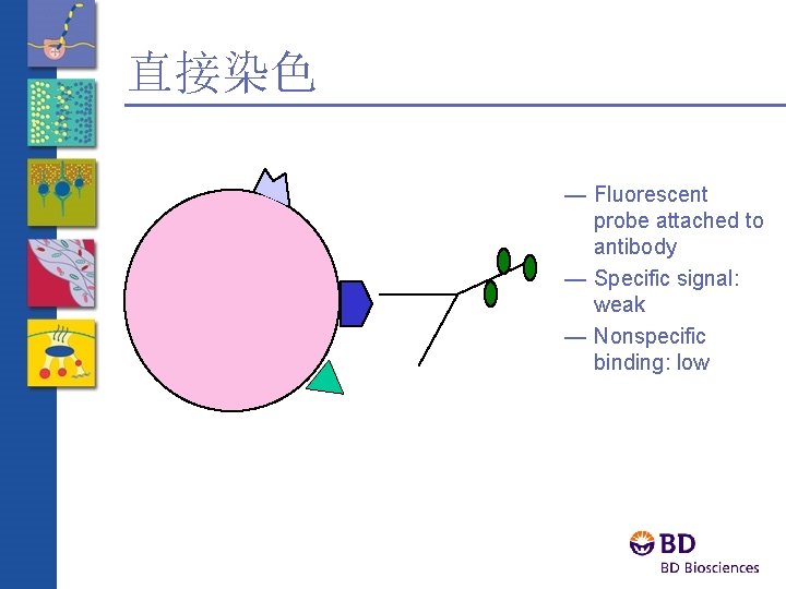 直接染色 — Fluorescent probe attached to antibody — Specific signal: weak — Nonspecific binding: