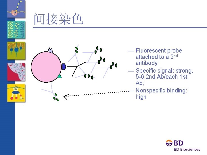 间接染色 — Fluorescent probe attached to a 2 nd antibody — Specific signal: strong,