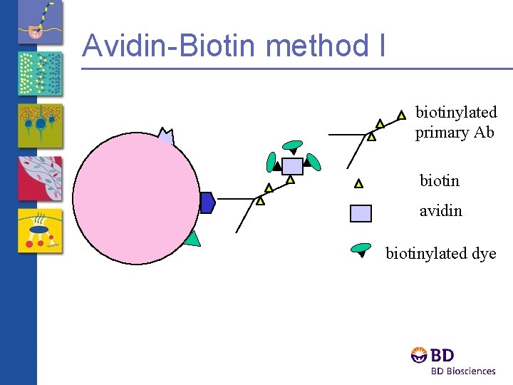 Avidin-Biotin method I biotinylated primary Ab biotin avidin biotinylated dye 