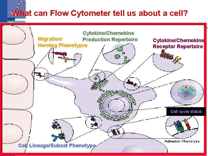What can Flow Cytometer tell us about a cell? Cytokine/Chemokine Migration/ Production Repertoire Homing
