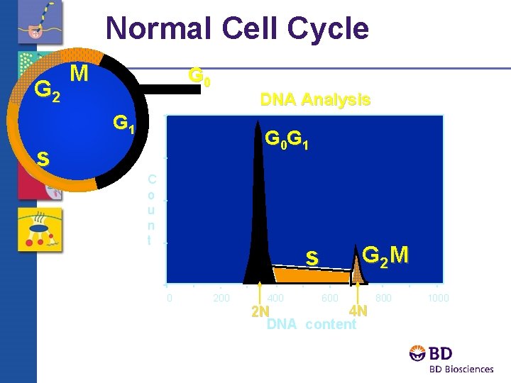 Normal Cell Cycle G 2 M G 0 DNA Analysis G 1 s G