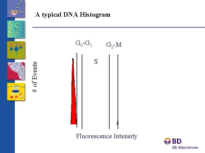 A typical DNA Histogram # of Events G 0 -G 1 G 2 -M