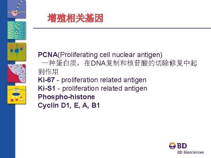 增殖相关基因 PCNA(Proliferating cell nuclear antigen) 一种蛋白质，在DNA复制和核苷酸的切除修复中起 到作用 Ki-67 - proliferation related antigen Ki-S 1