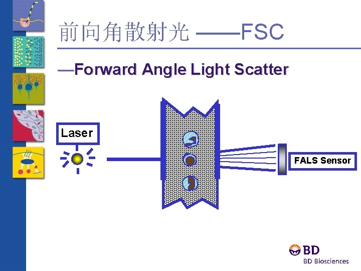 前向角散射光 ——FSC —Forward Angle Light Scatter Laser FALS Sensor 