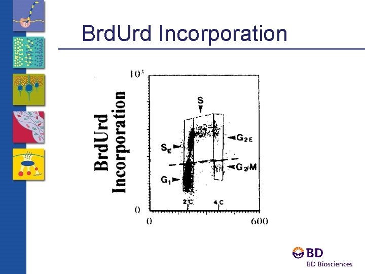 Brd. Urd Incorporation 