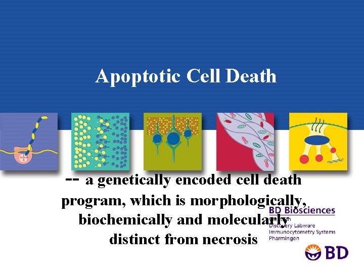 Apoptotic Cell Death -- a genetically encoded cell death program, which is morphologically, biochemically