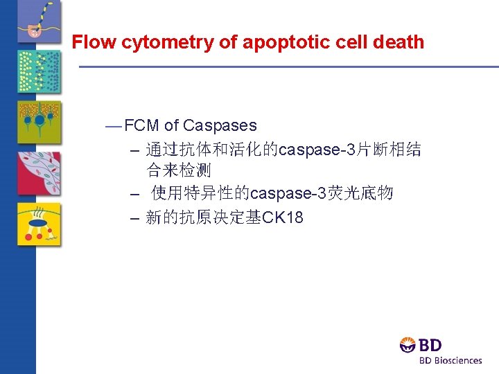 Flow cytometry of apoptotic cell death — FCM of Caspases – 通过抗体和活化的caspase-3片断相结 合来检测 –
