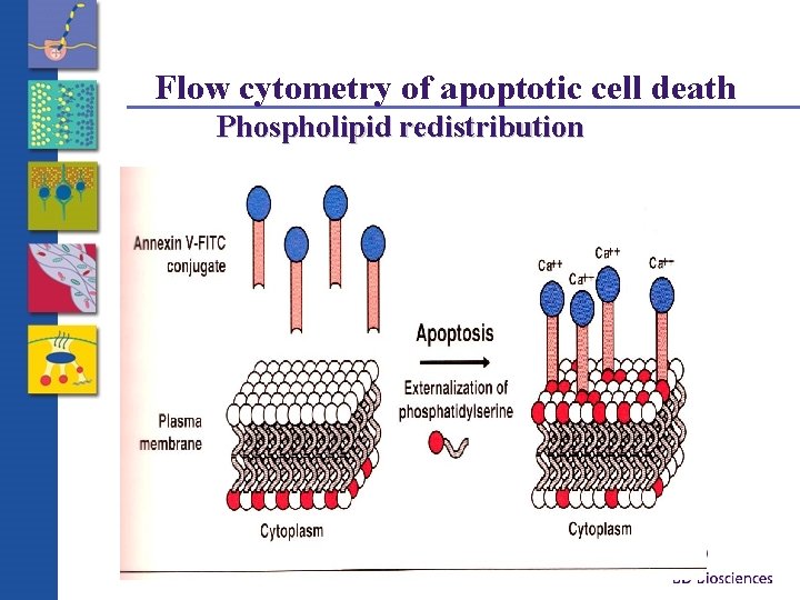 Flow cytometry of apoptotic cell death Phospholipid redistribution 