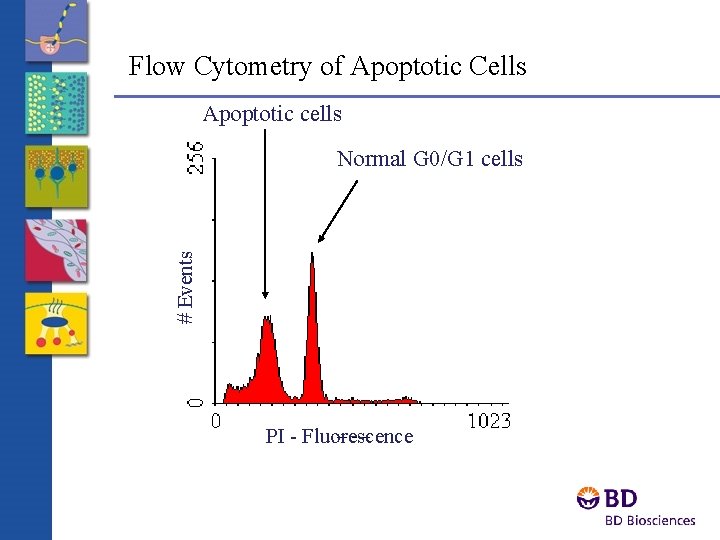 Flow Cytometry of Apoptotic Cells Apoptotic cells # Events Normal G 0/G 1 cells