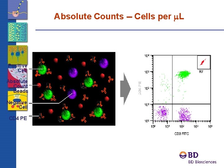 Absolute Counts -- Cells per m. L Absolute Count Beads Negative Cell CD 4