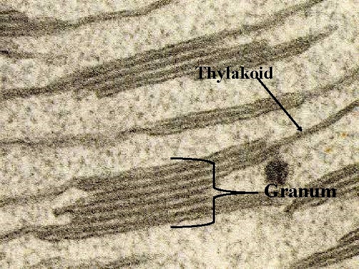 PLANT PHYSIOLOGY Plants are dynamic n n Many