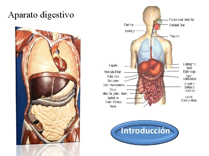 Aparato digestivo Introducción Aparato digestivo Introducción