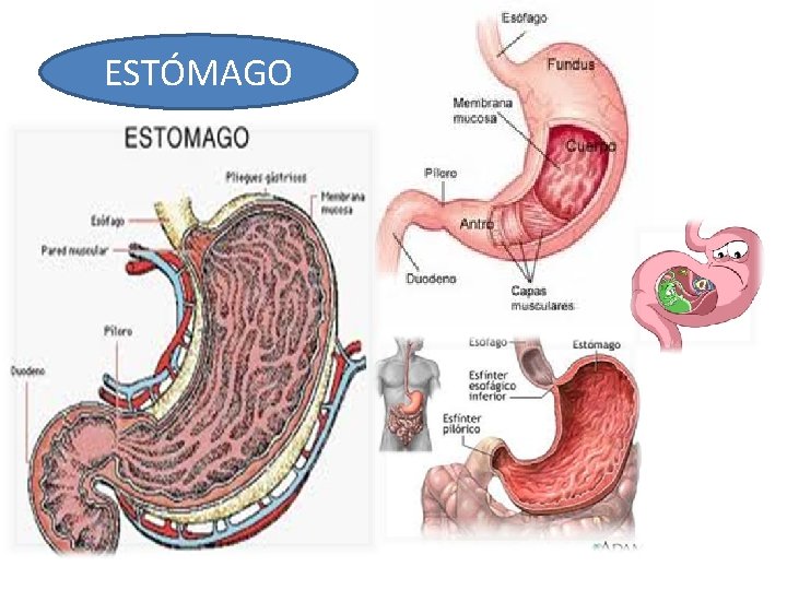 ESTÓMAGO ESTÓMAGO