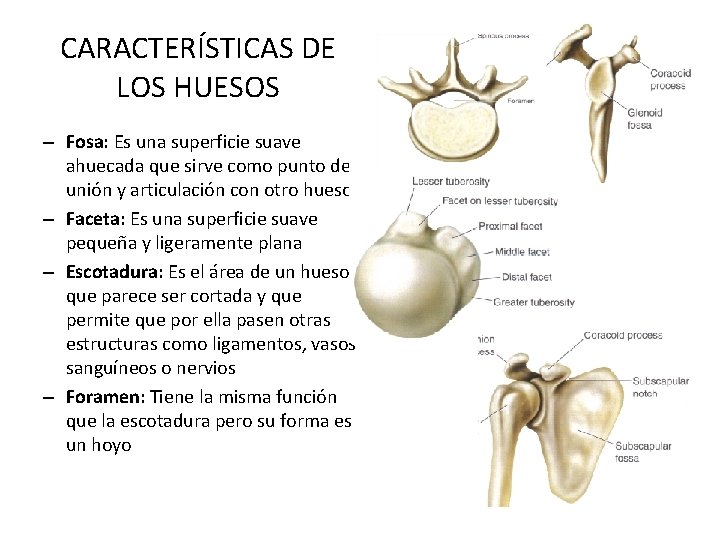 CARACTERÍSTICAS DE LOS HUESOS – Fosa: Es una superficie suave ahuecada que sirve como