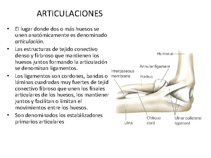 ARTICULACIONES • El lugar donde dos o más huesos se unen anatómicamente es denominado