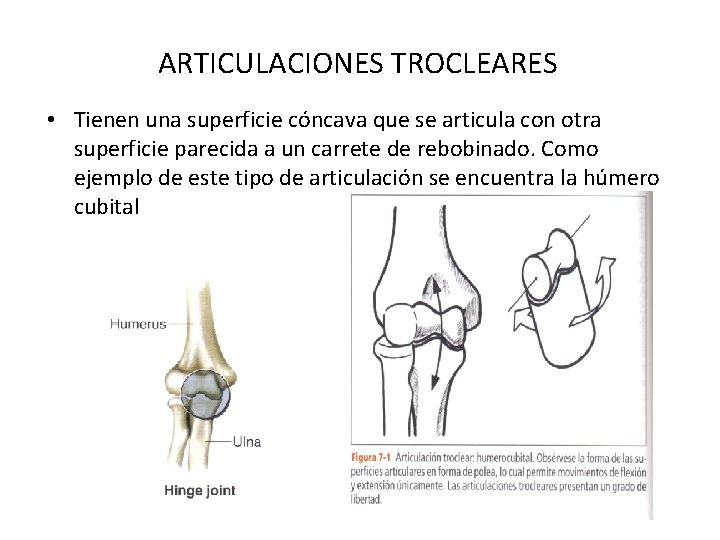 ARTICULACIONES TROCLEARES • Tienen una superficie cóncava que se articula con otra superficie parecida