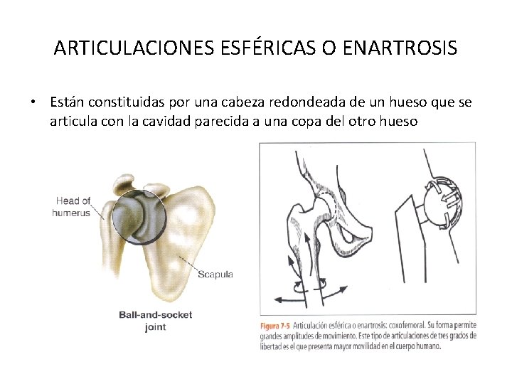 ARTICULACIONES ESFÉRICAS O ENARTROSIS • Están constituidas por una cabeza redondeada de un hueso