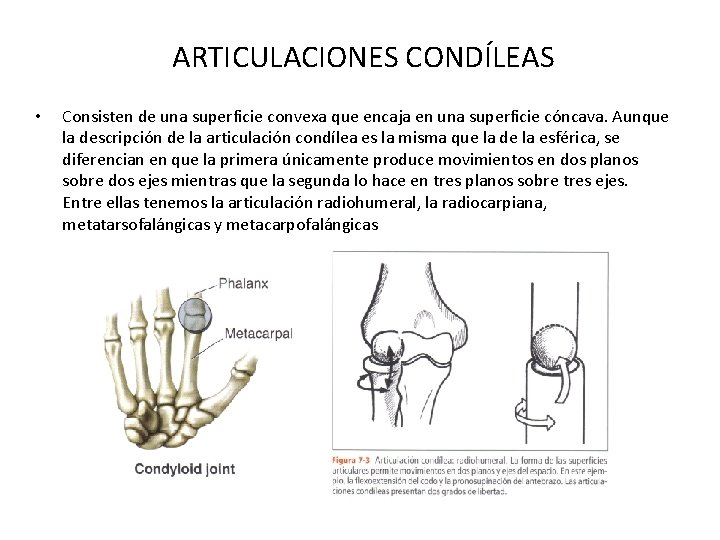 ARTICULACIONES CONDÍLEAS • Consisten de una superficie convexa que encaja en una superficie cóncava.