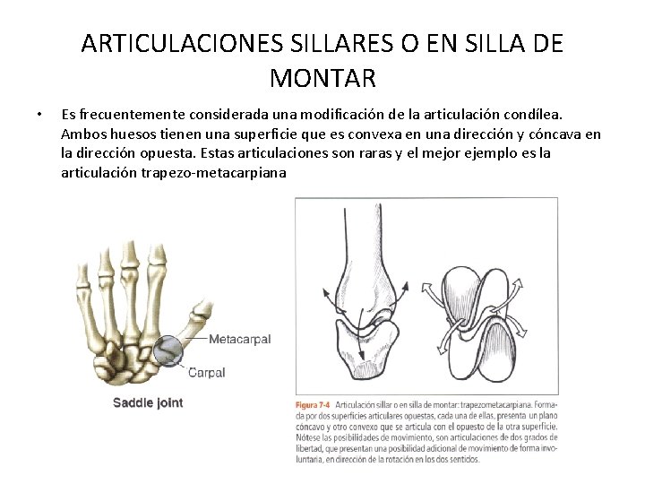 ARTICULACIONES SILLARES O EN SILLA DE MONTAR • Es frecuentemente considerada una modificación de