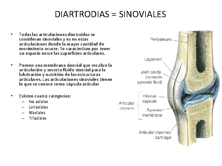 DIARTRODIAS = SINOVIALES • Todas las articulaciones diartroidas se consideran sinoviales y es en