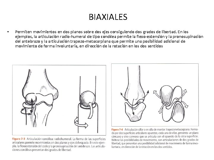 BIAXIALES • Permiten movimientos en dos planos sobre dos ejes consiguiendo dos grados de