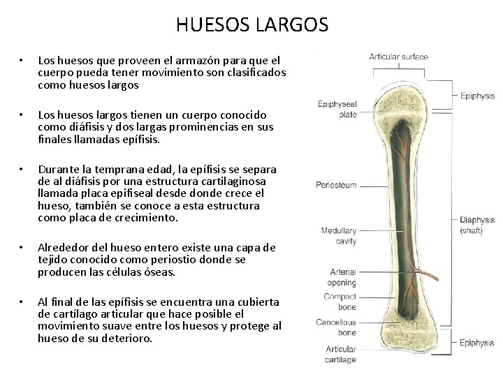 HUESOS LARGOS • Los huesos que proveen el armazón para que el cuerpo pueda