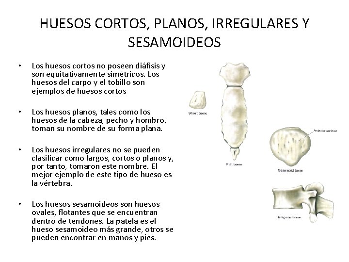 HUESOS CORTOS, PLANOS, IRREGULARES Y SESAMOIDEOS • Los huesos cortos no poseen diáfisis y