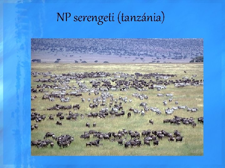 NP serengeti (tanzánia) 