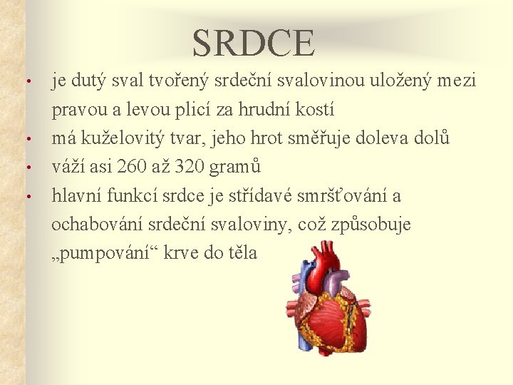 SRDCE je dutý sval tvořený srdeční svalovinou uložený mezi pravou a levou plicí za