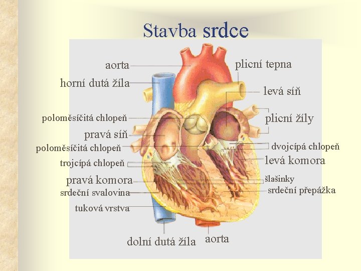 Stavba srdce aorta horní dutá žíla poloměsíčitá chlopeň pravá síň poloměsíčitá chlopeň trojcípá chlopeň Stavba srdce aorta horní dutá žíla poloměsíčitá chlopeň pravá síň poloměsíčitá chlopeň trojcípá chlopeň