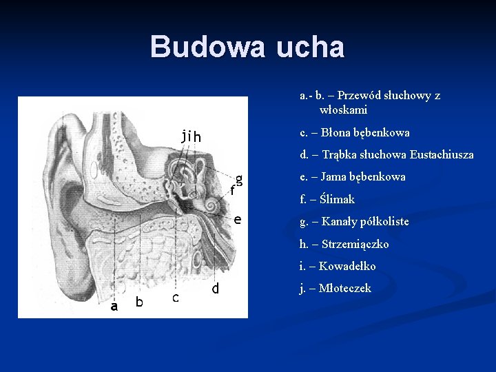 Budowa ucha a. - b. – Przewód słuchowy z włoskami c. – Błona bębenkowa