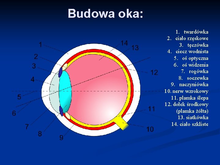 Budowa oka: 1. twardówka 2. ciało rzęskowe 3. tęczówka 4. ciecz wodnista 5. oś