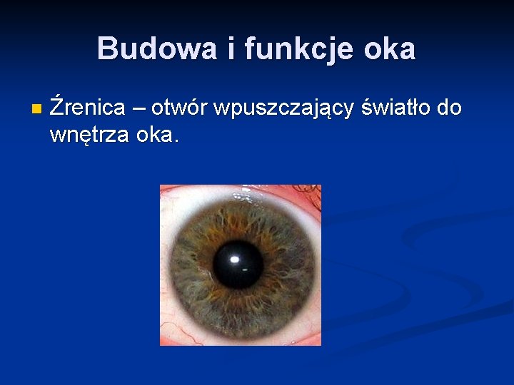 Budowa i funkcje oka n Źrenica – otwór wpuszczający światło do wnętrza oka. 