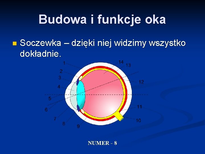 Budowa i funkcje oka n Soczewka – dzięki niej widzimy wszystko dokładnie. NUMER -