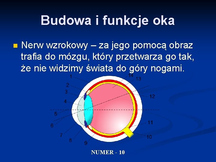 Budowa i funkcje oka n Nerw wzrokowy – za jego pomocą obraz trafia do