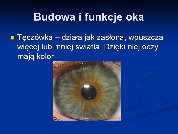 Budowa i funkcje oka n Tęczówka – działa jak zasłona, wpuszcza więcej lub mniej