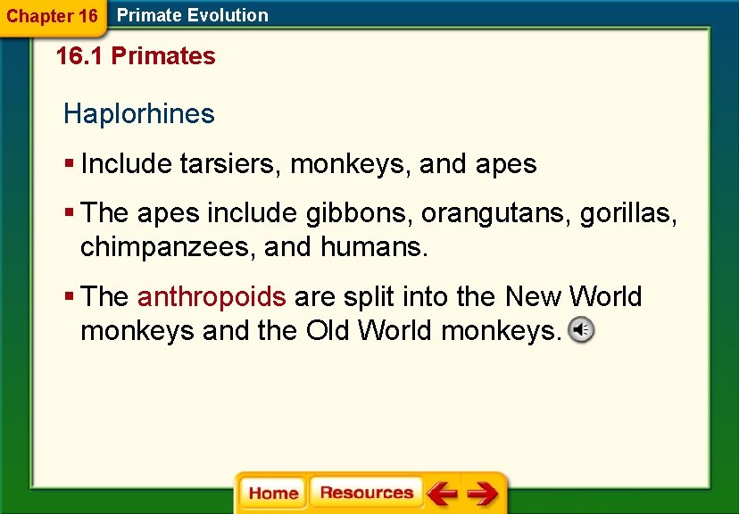 Chapter 16 Primate Evolution 16. 1 Primates Haplorhines § Include tarsiers, monkeys, and apes