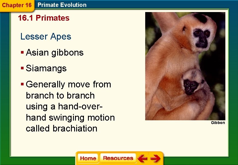 Chapter 16 Primate Evolution 16. 1 Primates Lesser Apes § Asian gibbons § Siamangs
