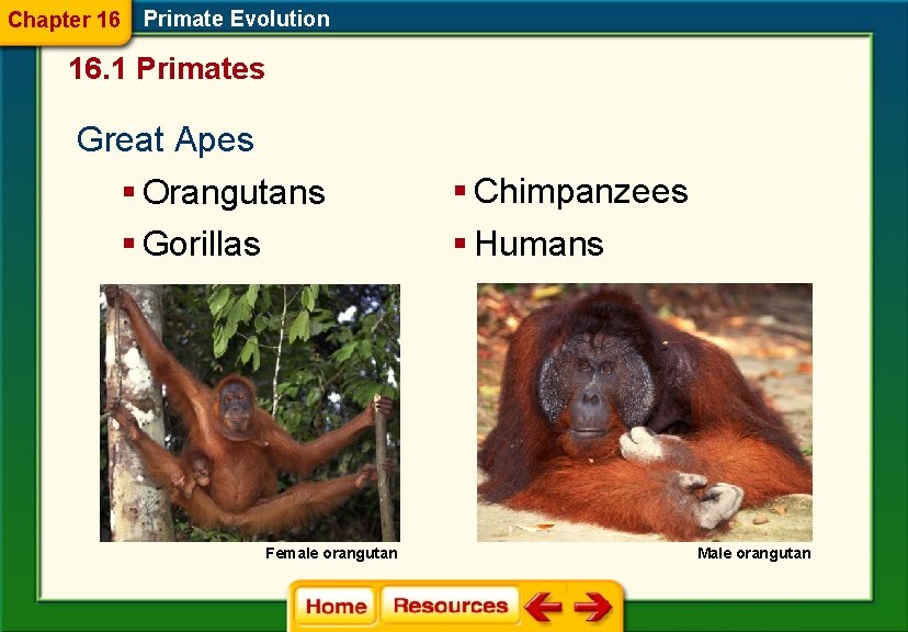 Chapter 16 Primate Evolution 16. 1 Primates Great Apes § Orangutans § Gorillas Female