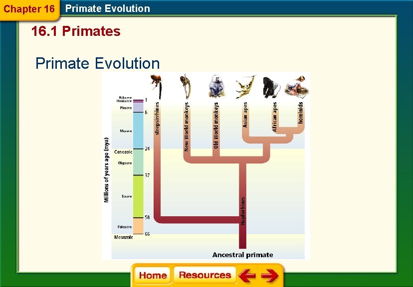 Chapter 16 Primate Evolution 16. 1 Primates Primate Evolution 