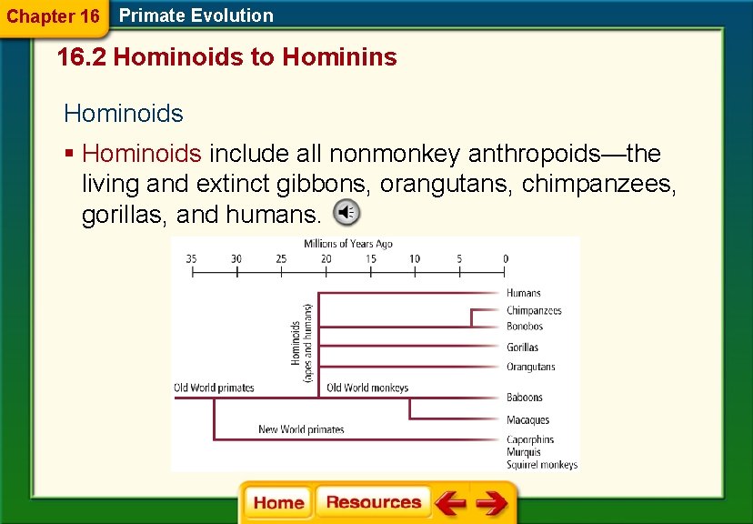 Chapter 16 Primate Evolution 16. 2 Hominoids to Hominins Hominoids § Hominoids include all
