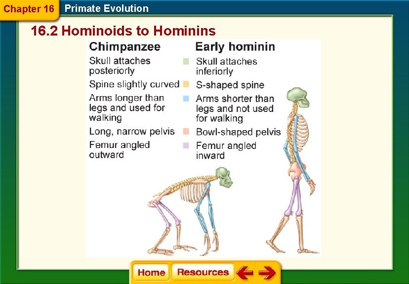 Chapter 16 Primate Evolution 16. 2 Hominoids to Hominins 