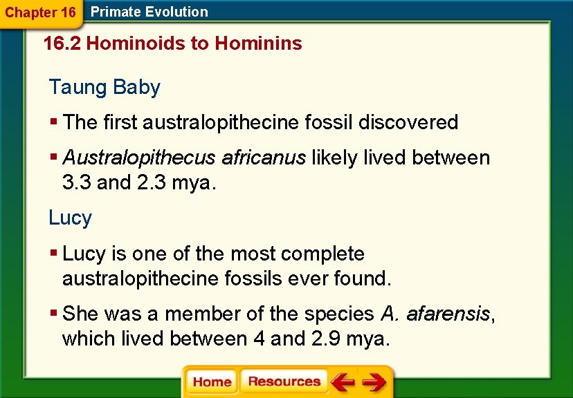 Chapter 16 Primate Evolution 16. 2 Hominoids to Hominins Taung Baby § The first