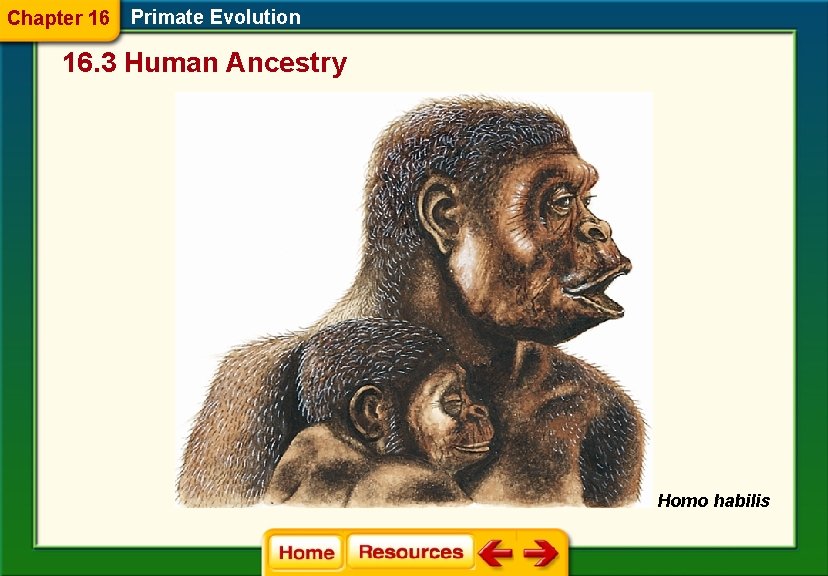 Chapter 16 Primate Evolution 16. 3 Human Ancestry Homo habilis 