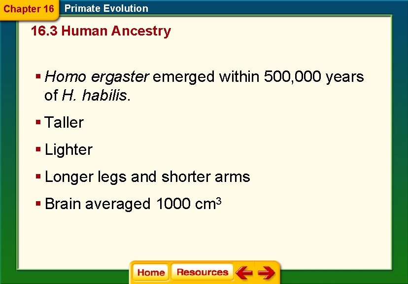Chapter 16 Primate Evolution 16. 3 Human Ancestry § Homo ergaster emerged within 500,