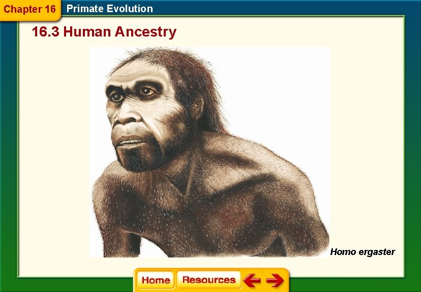 Chapter 16 Primate Evolution 16. 3 Human Ancestry Homo ergaster 